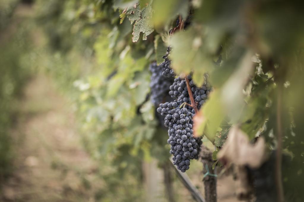 Agriturismo Il Giriatello クロトーネ エクステリア 写真