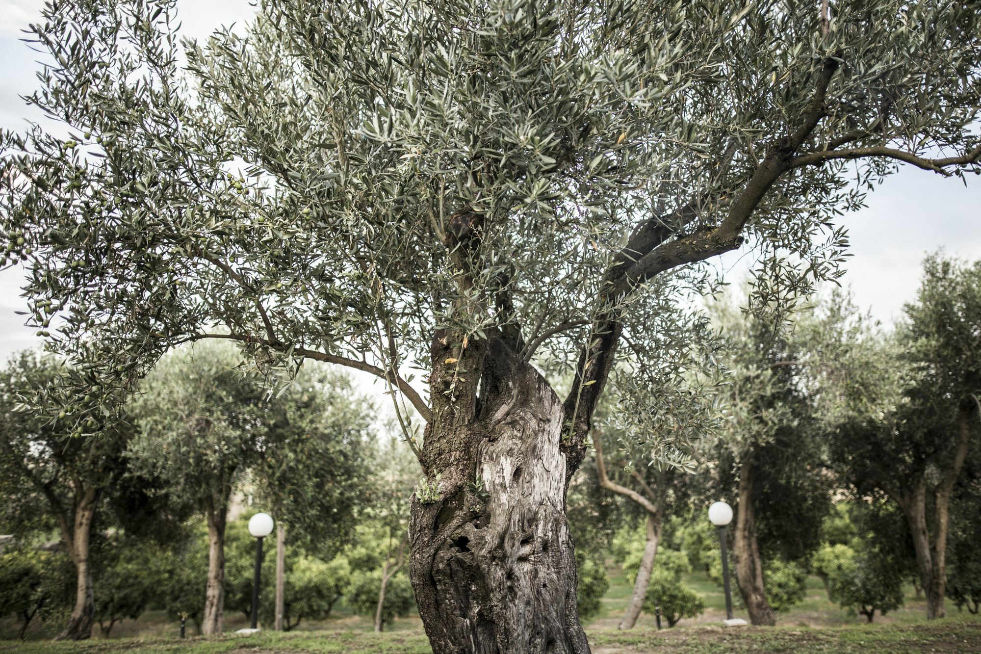 Agriturismo Il Giriatello クロトーネ エクステリア 写真